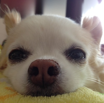 只野 愛犬