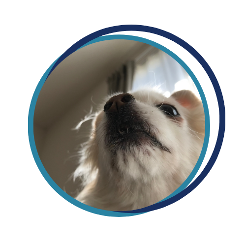 癒やしをプレゼントするサンタ犬 愛犬たちのコスプレ写真大公開 Dogpad投稿記事 只野もじゃもじゃブログ 癒やしをプレゼントするサンタ犬 愛犬たちのコスプレ写真大公開 Dogpad投稿記事 只野もじゃもじゃブログ
