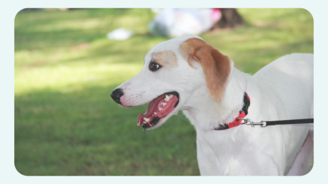 犬用おすすめアイテム