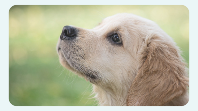 犬の豆知識