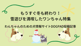 愛犬用の オーダーメイド膝サポーター がanifullより発売 膝蓋骨脱臼や関節炎の救世主に 只野もじゃもじゃブログ