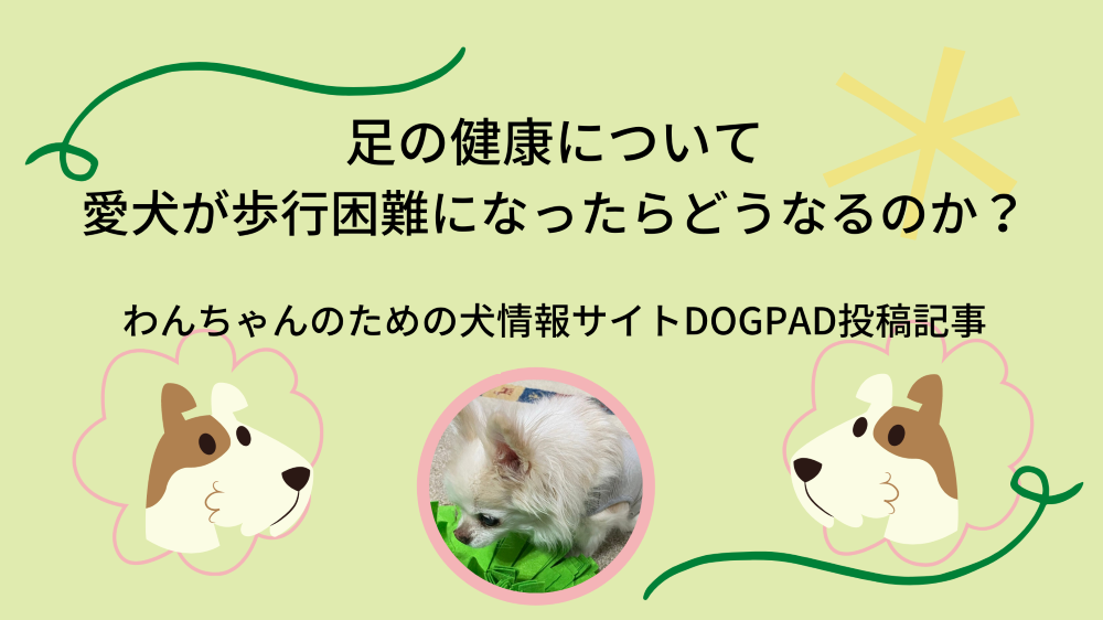 足の健康について 愛犬が歩行困難になったらどう足の健康について 愛犬が歩行困難になったらどうなるのか Dogpad投稿記事 只野もじゃもじゃブログ 足の健康について 愛犬が歩行困難になったらどう足の健康について 愛犬が歩行困難になったらどうなるのか Dogpad投稿記事 只野もじゃもじゃブログ