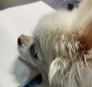 食欲がない愛犬