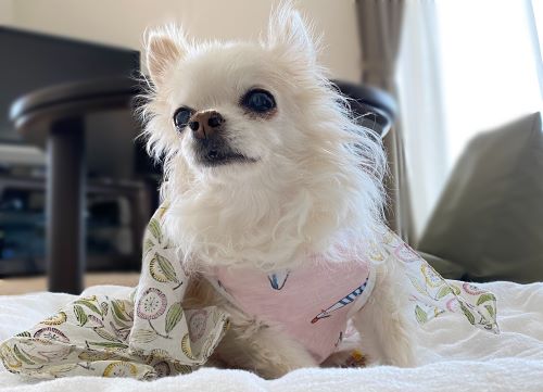 シニアな愛犬を支える手