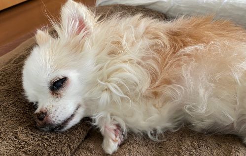 シニアな愛犬の日常、君の優しさを感じるとき