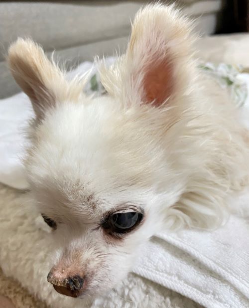 シニアな愛犬の日常、君の優しさを感じるとき