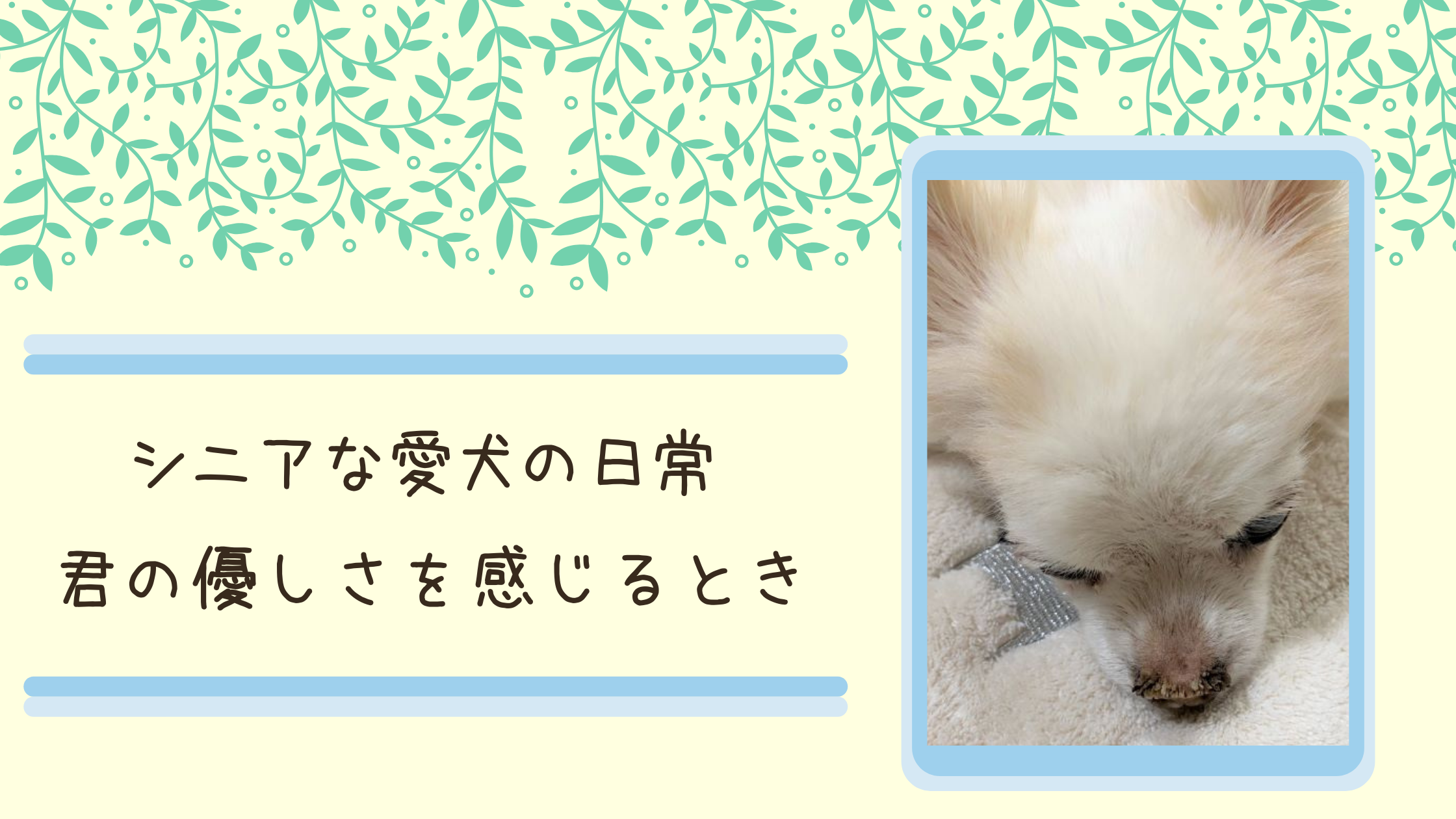シニアな愛犬の日常、君の優しさを感じるとき