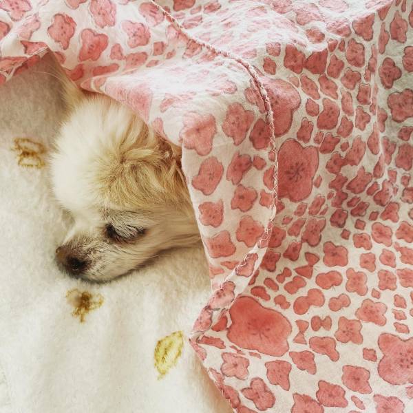 シニアな愛犬の日常、雨の日の休日と愛犬