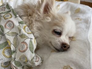シニアな愛犬の日常、食欲減退とハーブティー