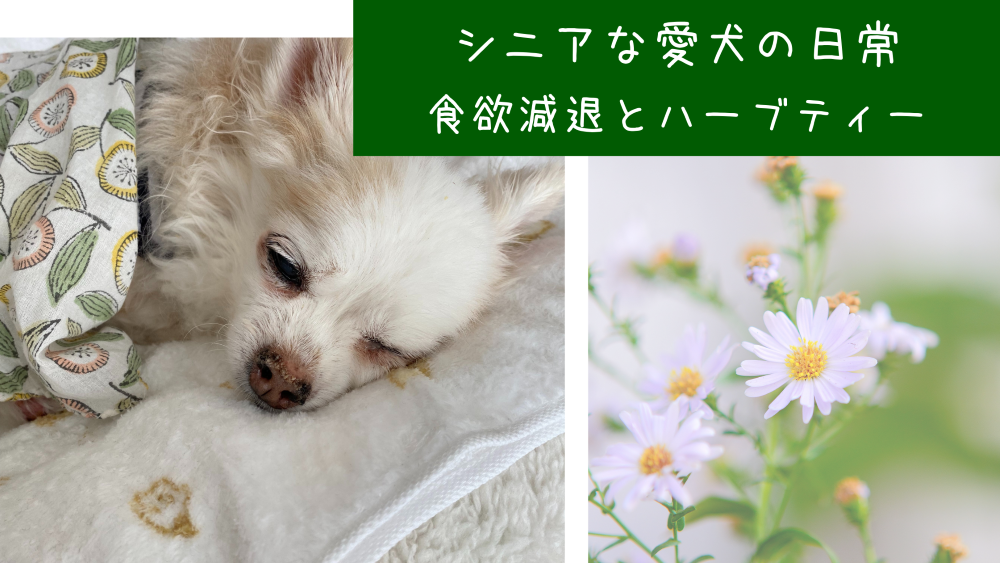 シニアな愛犬の日常、食欲減退とハーブティー