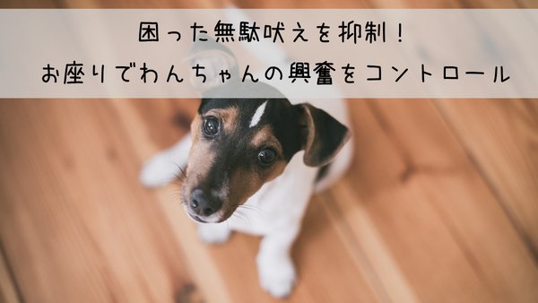 困った無駄吠えを抑制！お座りでわんちゃんの興奮をコントロール