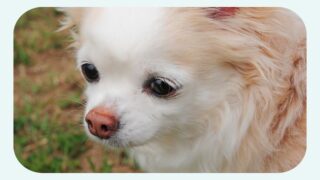 愛犬から教えてもらったこと